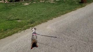 Coco's First Walk Down the Street in her Little Red Boots!