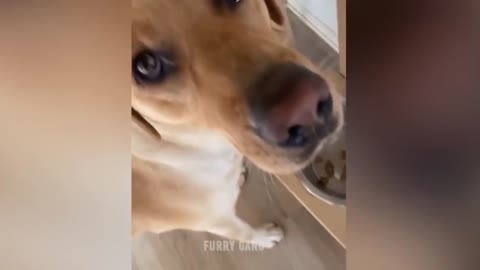 Dog Reaction to Cutting Cake 🤣 l Funny Dog Cake Reaction l Furry Gang