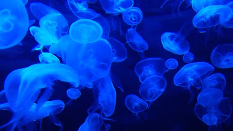 Magnificence and beauty of the jellyfish