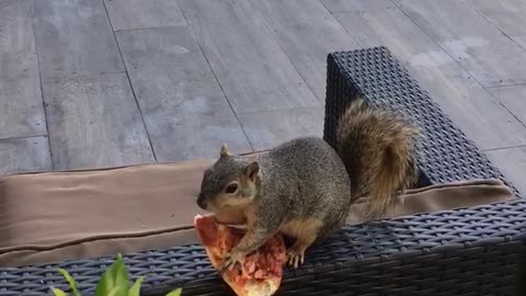 Squirrel Munches on Poolside Snack of Pizza