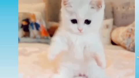 🐈🐈🐈cat funny clips 😸😸😸😸😸😸