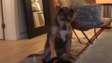 Dog demands to be treated like royalty
