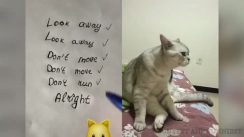Hilarious Talking Cat 🤣🤣