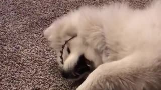 White dog playing on carpet with black hair band