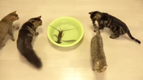 The cat react to shrimp and fish in the bowl