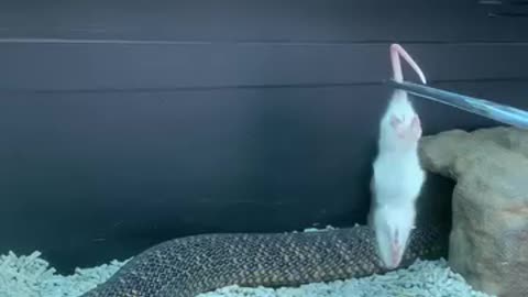 Rat and snake video