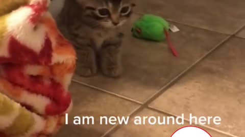 Cute Kitten Expressing Himself 😍 Too Cute