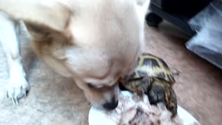 Herbivorous Turtle eats chicken!