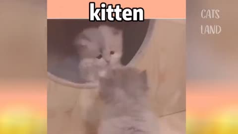 Way Cute - Best Funny Cat Video 2021