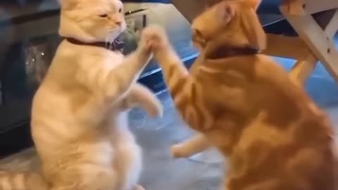 Most beautiful cat very funny video