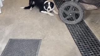 Naughty Dog Tries Rushing Past Door Manners Training
