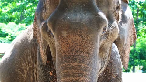 close up shot of Asian elephant eyes, ears and head in green lush nature background with sun light