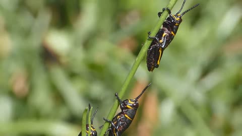 Grasshoper Nymph Invasion / Plague
