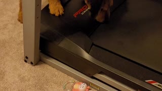 Cute Airedale Terrier puppy finds a treadmill!