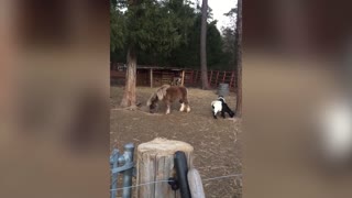 Baby Goat Does Gymnastics Atop An Actual Horse