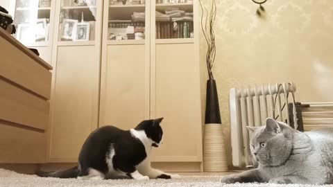 cute cats playing to gather