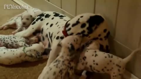 3Dalmatian Dogs Compilation Funny Dog Videos 2021