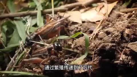 small cricket