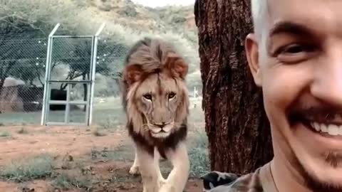 Ataque do leão