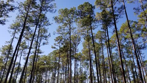 What is Southern Yellow Pine?