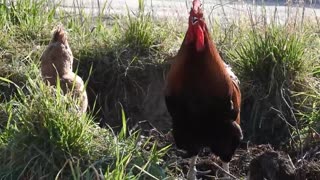 rooster crowing, listen great
