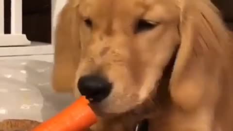 Cute puppy Eating Carrots | I love pet