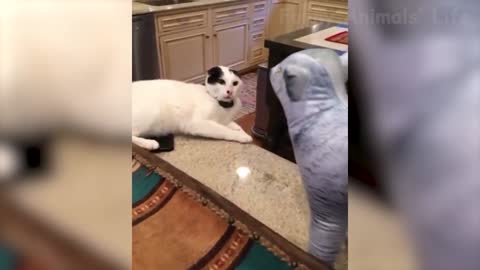 Cat is scared when he sees a stuffed animal