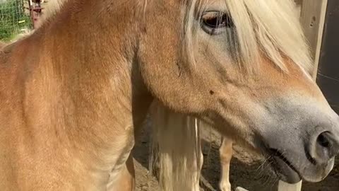 Found a horse | Daily Dose Of Internet