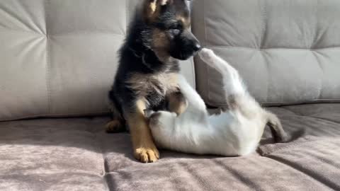 Dog and cat fighting