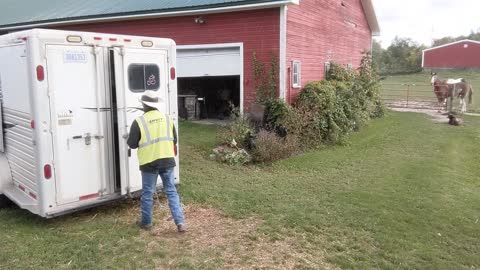 JJ unloading from trailer after Waterloo trail ride - 22 Sept 2022