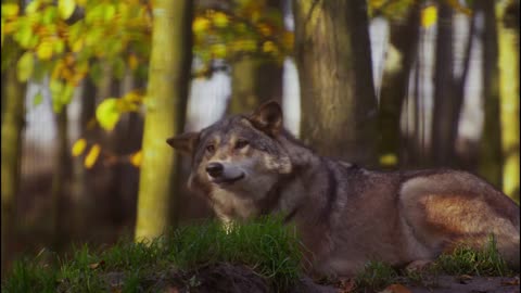 WOLF ! ANIMALS ! CARNIVORE ! WILD HUNT ! 4K ULTRA HD VIDEO !!!