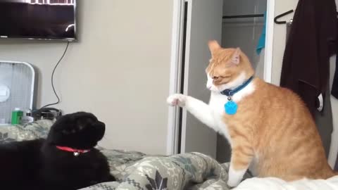 World's Fastest Cat Slaps // Slow motion