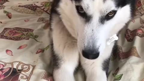 Siberian Husky Protests on the Bed