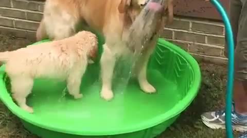 Cute dog bathing with his mother 😍❤️🐕