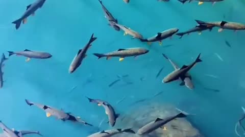 hundreds of sharks gathered