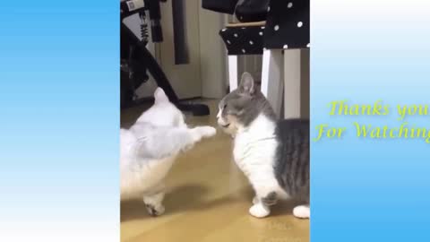 Funny cats video _ Cute cats funny video