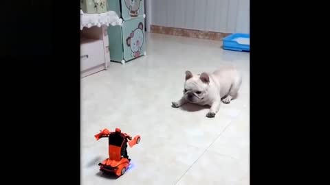 Cute And Funny Baby Bulldog Gets Scared Of A Toy Transforming Car And Runs Away😂