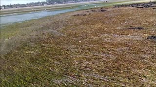 Clam Digging And Bald Eagle Birch Bay Washington State