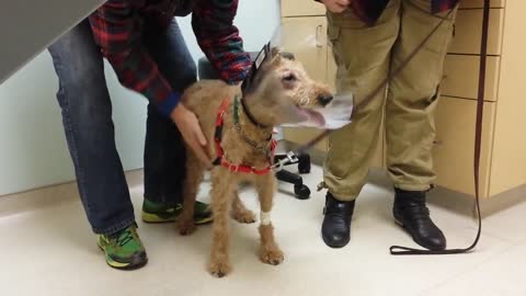 Poor Dog Has Been Blind For Years, But Watch When He Finally Gets To See His Loving Family