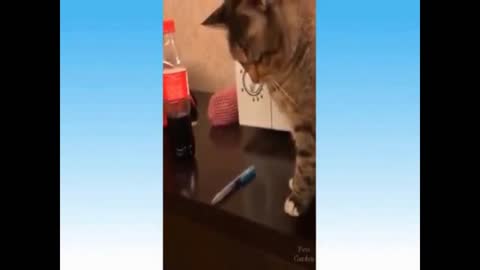 This kitten doesn't want the pen on the table kkk- funny cats