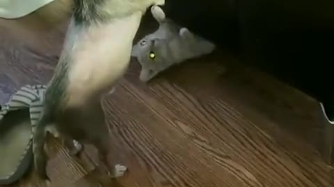 So Funniest cat video