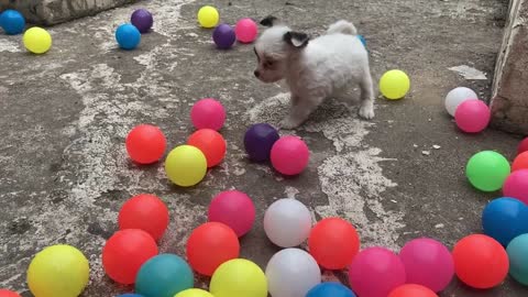 Two Puppies Practice Playing With The Balls