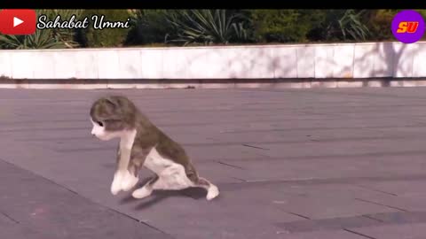 Exciting!!! Cat dancing pok ame ame | cute cat