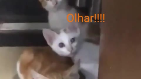 curious cats