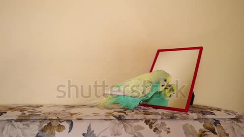Budgie. a budgie parrot singing to Mirror.