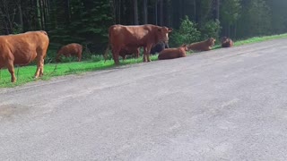Funny Cow Relaxing on highway