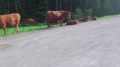 Funny Cow Relaxing on highway