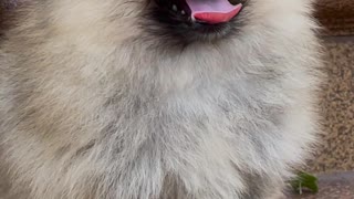 Very Cute Puppy Playing With Her Owner