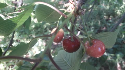 Ripe cherries for you