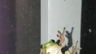 Adorable tree frog on window